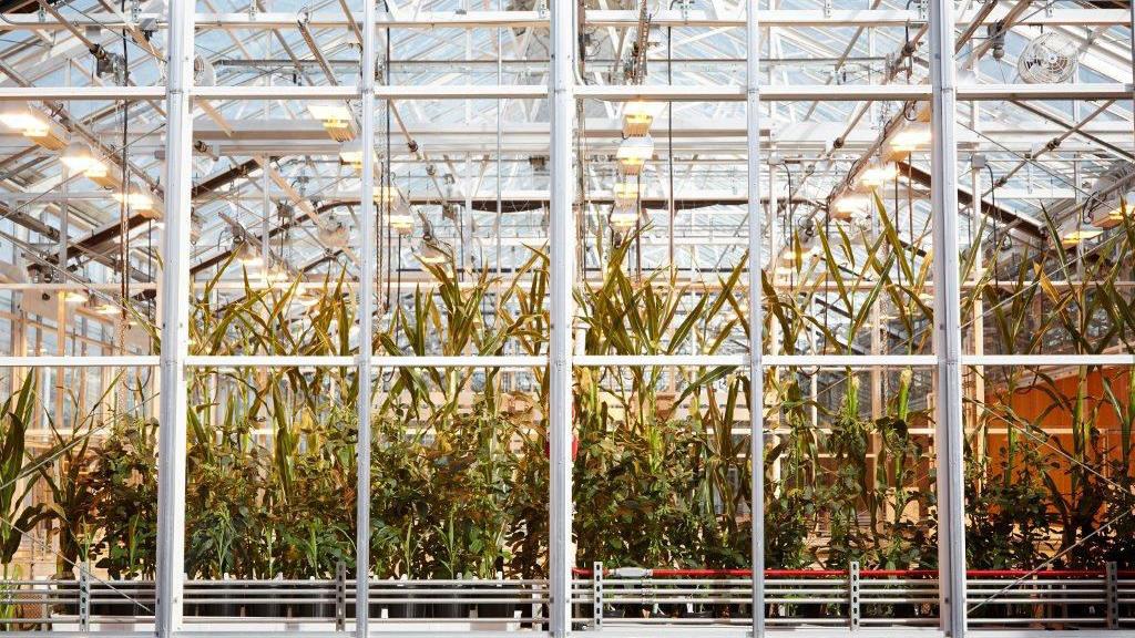 Monsanto drops property-tax proposal, but greenhouse in Pima County is still a go